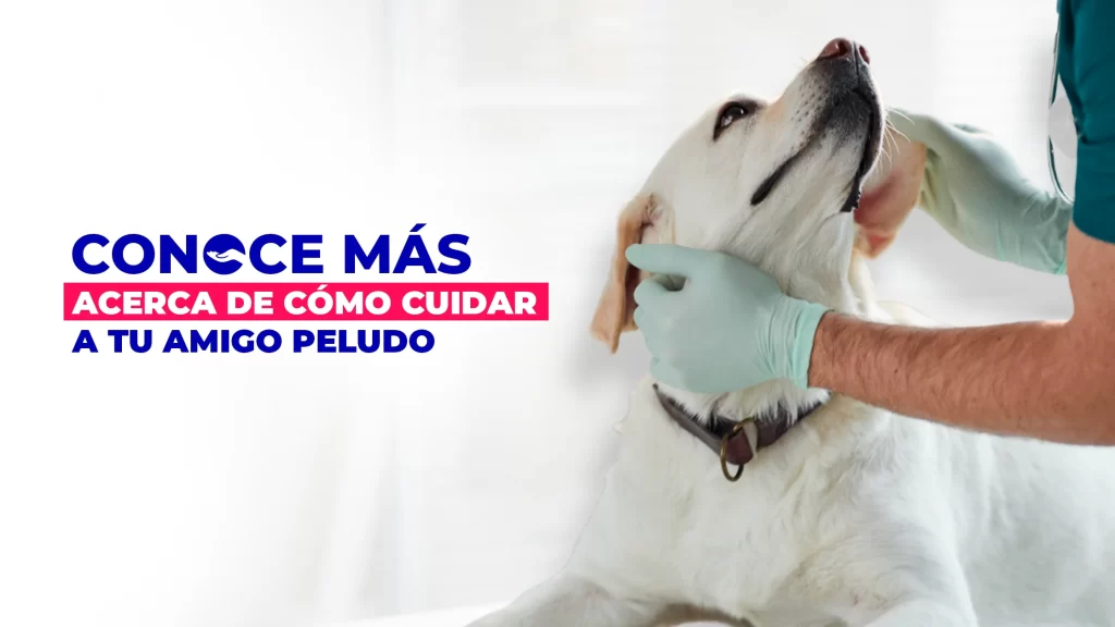 Conoce mas acerca de como cuidar a tu amigo peludo