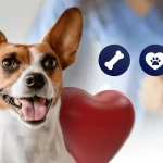 ¿Qué es un seguro médico para mascotas?